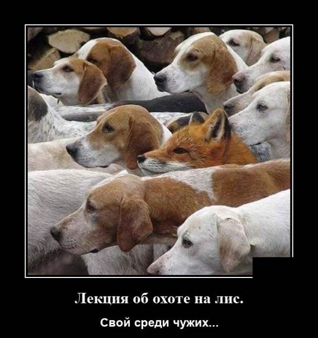 Демотиватор про охоту на лис