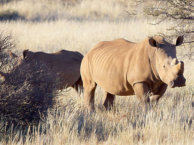 Белый носорог входит в знаменитую Африканскую пятерку самых опасных и почетных охотничьих трофеев Черного континента. Фото автора. 
