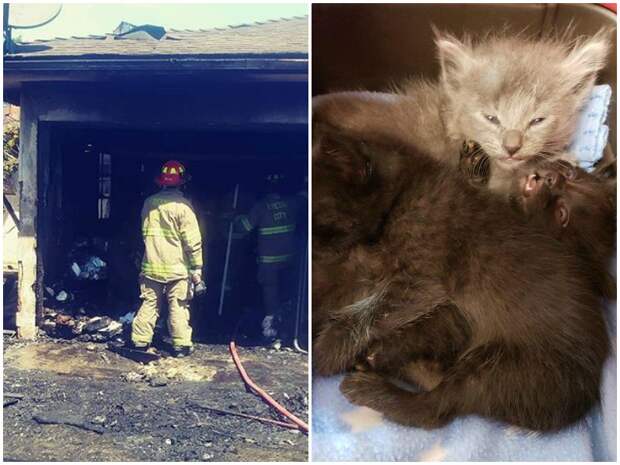 Под обломками сгоревшего дома пищали перепуганные котята история, история спасения, коты, котята, кошки, помощь животным, спасение животных