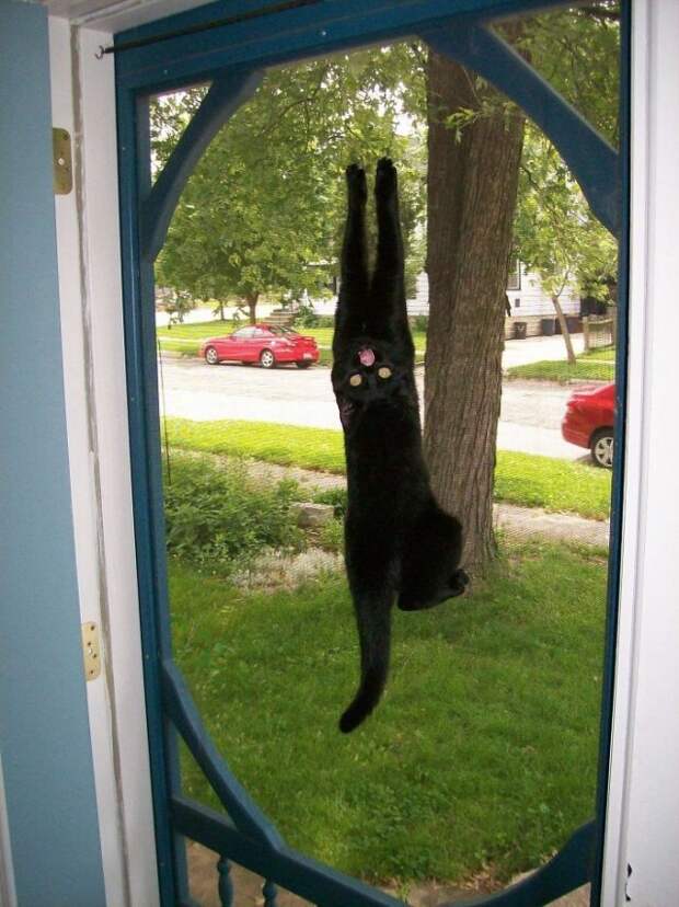 Кошки, в которых вселился Сатана