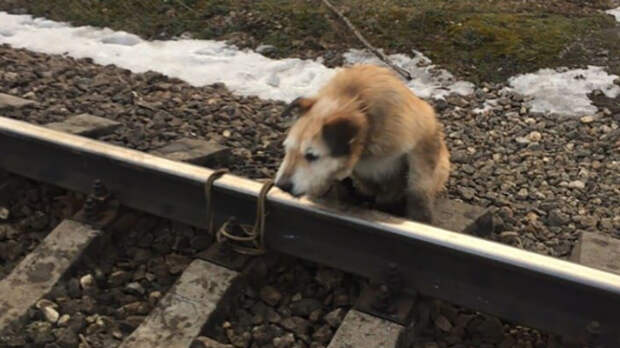 В Ленобласти машинист спас собаку, остановив поезд