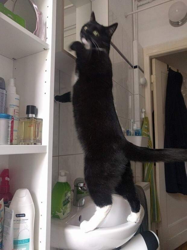 Смешные морды животных, которых застукали на месте преступления