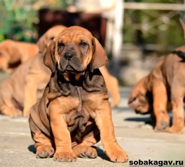Фила бразилейро собака. Описание, особенности, уход и цена породы