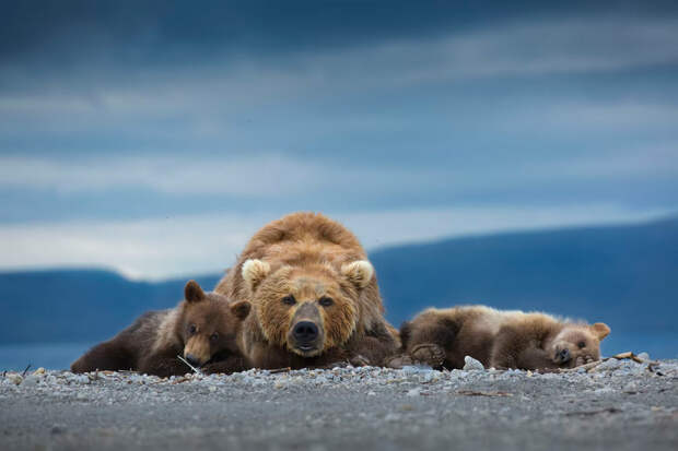 Семья медведей на Камчатке