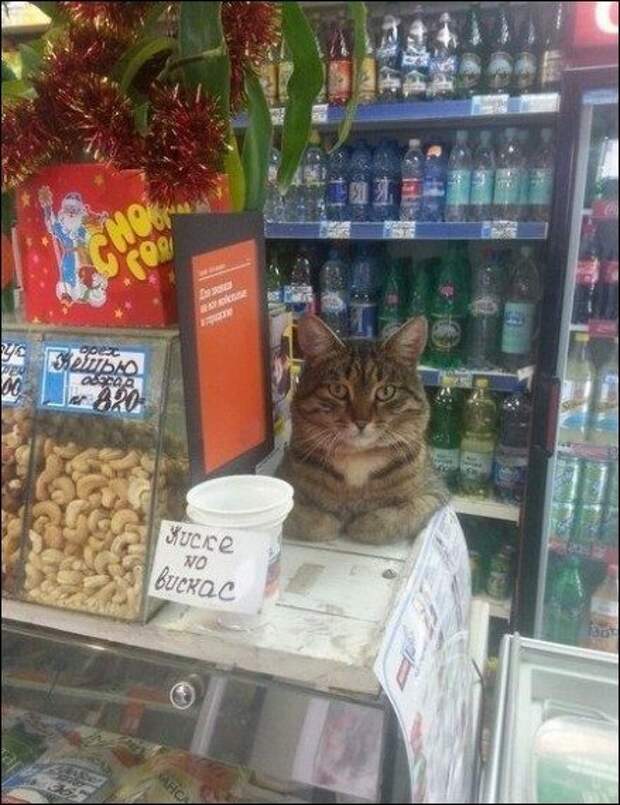 Подборка фотоприколов