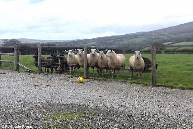 The family said they and their friends saw the funny side, but the sheep will be staying out of the home in future