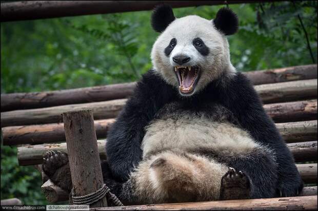 panda05