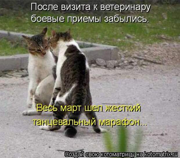 Лучшие котоматрицы недели (50 фото)