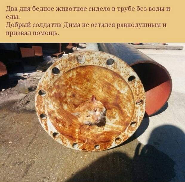 кот