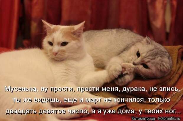 Лучшая котоматрица недели (38 фото)