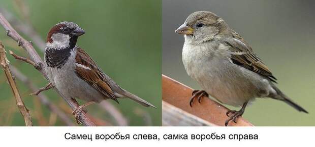 Самец и самка воробья фото Самец и самка воробья фото