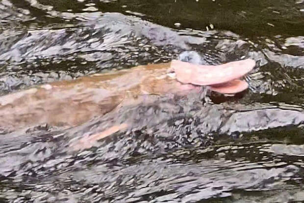 ABC News: в Австралии редкий розовый утконос попал на камеру рыбака