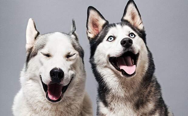 http://www.cosmo.ru/psychology/astrologija/goroskop-hishchnic/