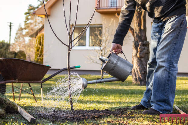 Биолог Опарин: набухание почек на дереве можно простимулировать, если оно не развивается