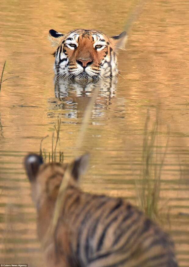 The mother tiger took her cub down to the river in the Tadoba-Andhari Tiger Reserve in Maharashtra, India
