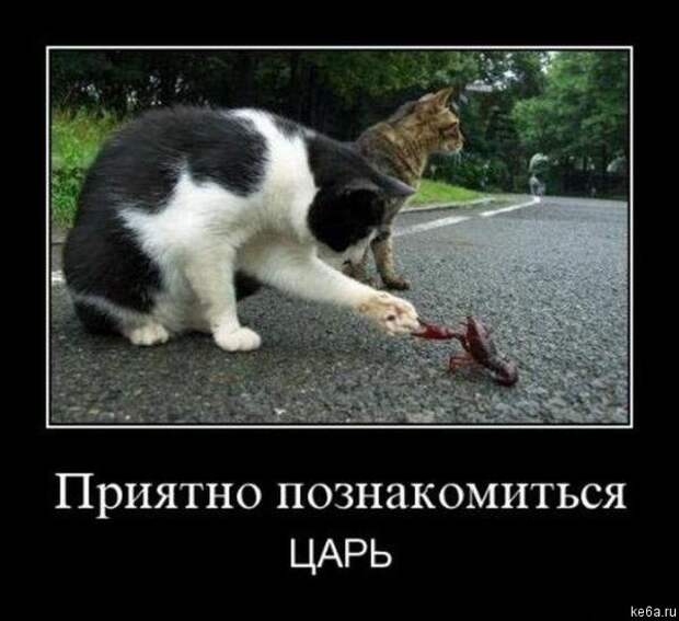 Животным смешно, а вам? (90 фото) smeshnie shivotnie 32 Животным смешно, а вам? (90 фото)