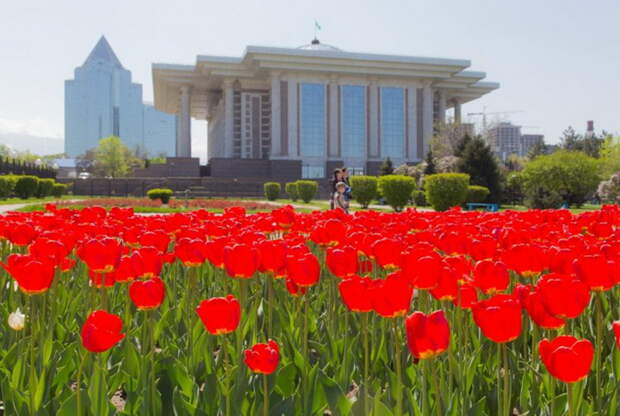 Тюльпановый рай на улицах Алма-Аты алматы, ссср, тюльпаны, цветы