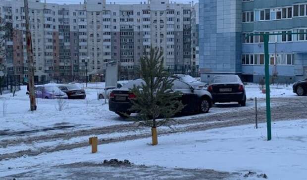 Жители Белгорода выбрасывают ёлки во дворах в запрещённых местах