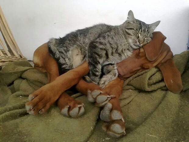 Кот и пёс  кот, кошка, пёс, собака