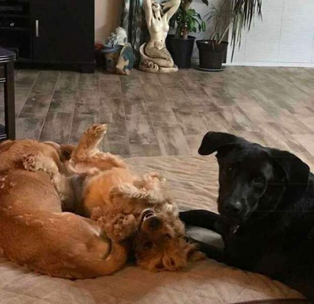 собаки играют друг с другом