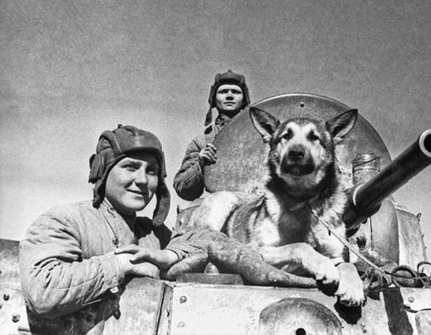собака минно-розыскной службы (МРС), участник Великой Отечественной войны