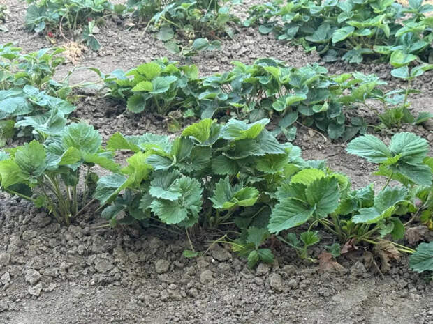 Не проморгайте март: три шага, которые превратят вашу клубнику в королеву сада