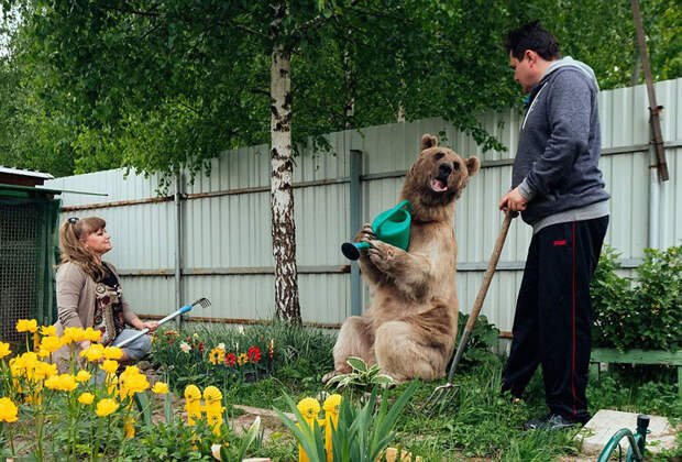 Эта русская пара уже 23 года живет с медведем под одной крышей!