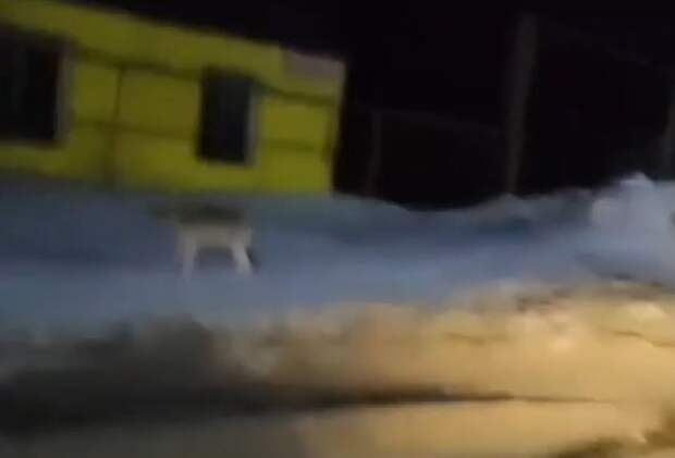 Туляки заметили в Кимовском районе дикого волка