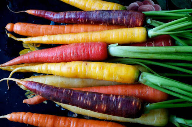 Результат пошуку зображень за запитом разноцветная морковь