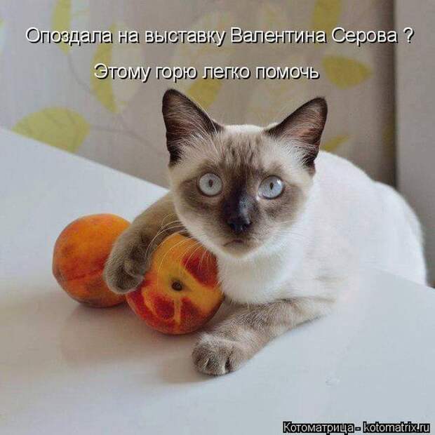 Забавные котоматрицы