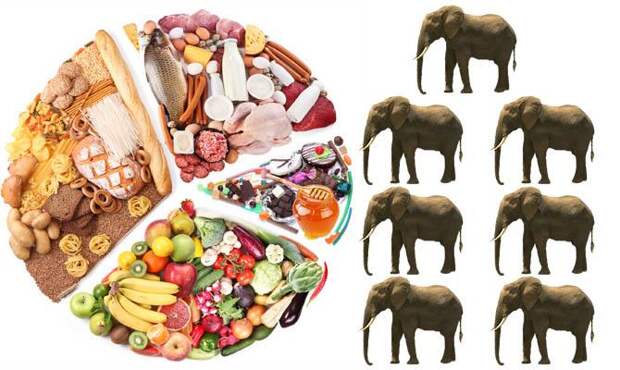 Еда за всю жизнь человека, слоны, cамые интересные факты о человеке