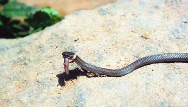 Почему змеи нуждаются в солнечном свете
