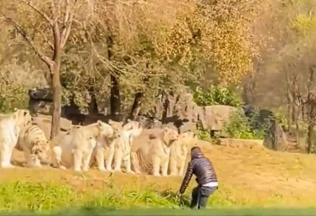 tigr zoopark muzhchina min