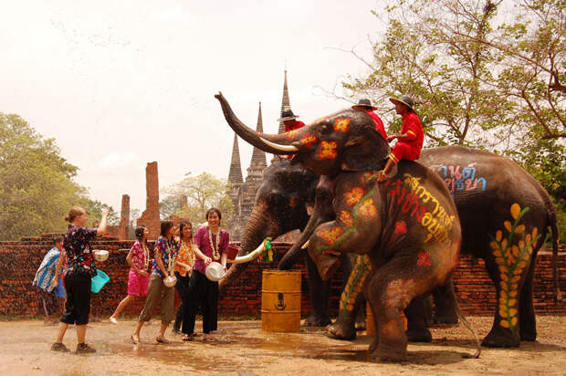 2. Не любить слонов закон, запрет, люди, таиланд, турист
