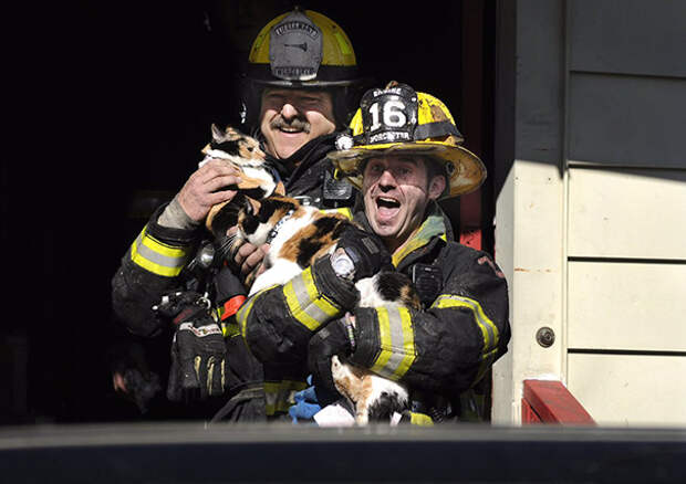 firefighters-rescuing-animals-saving-pets-48-5729f2cc68948__605