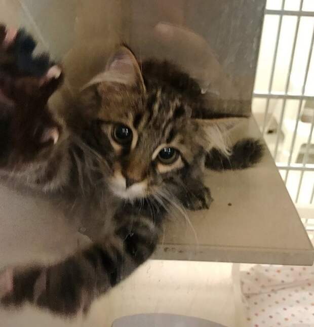Котик в приюте Котик тянет лапки
