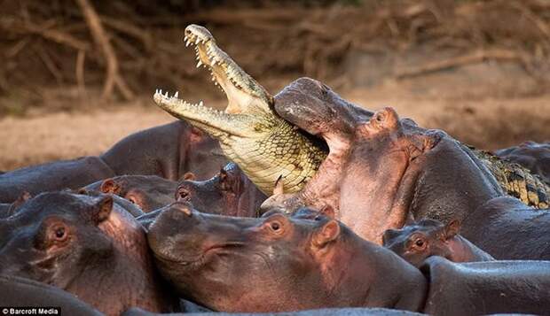 6. Крокодил против бегемотов. животные, коты