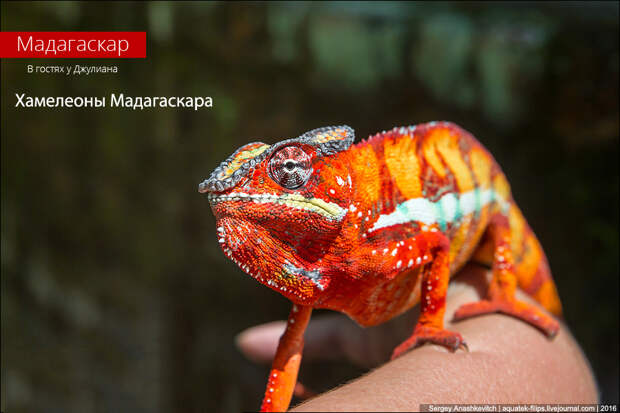 Парад хамелеонов Мадагаскара