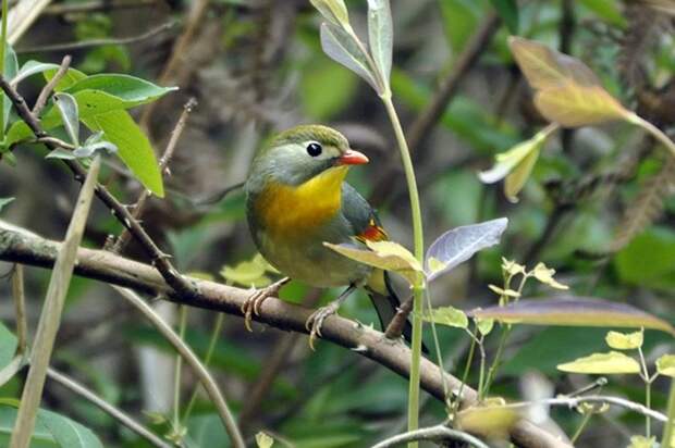 Китайский соловей, или китайский лиотрикс (лат. Leiothrix lutea)