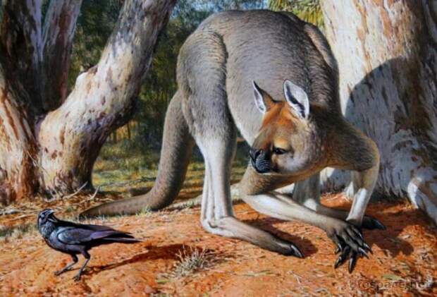 Прокоптодон — гигантский кенгуру
