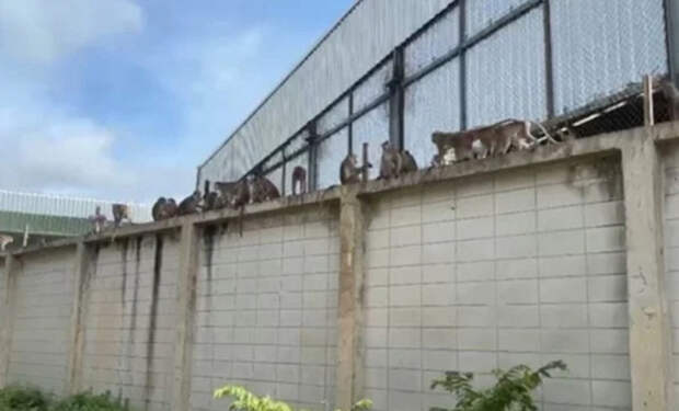 обезьяны Таиланд