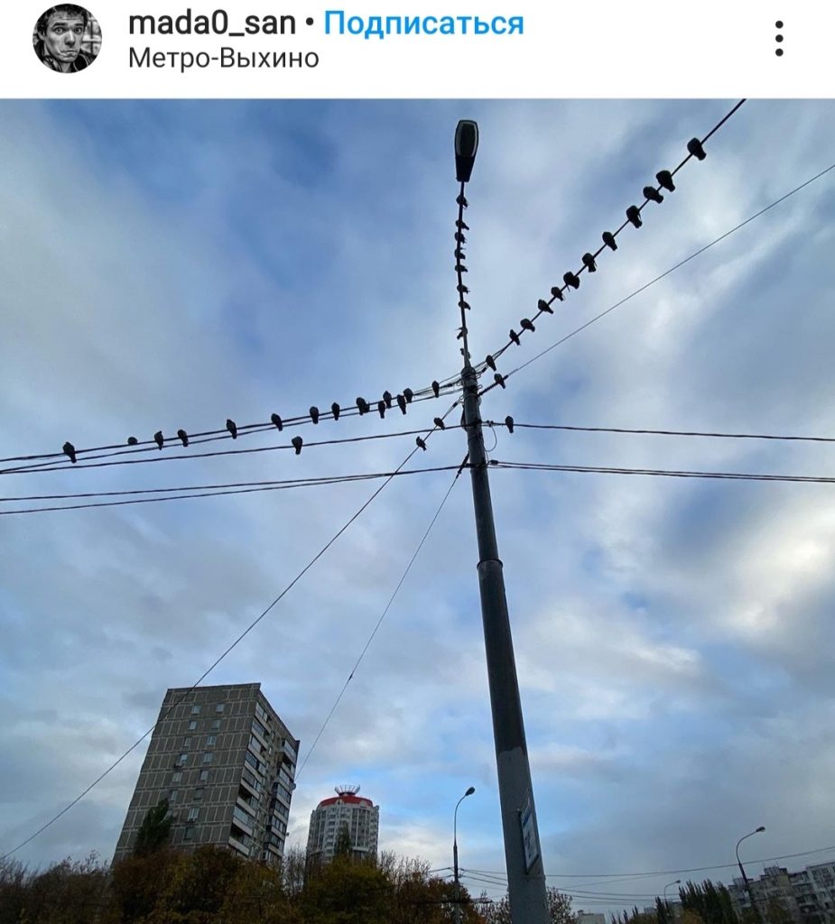 Фото дня: голубиная гирлянда у метро «Выхино»