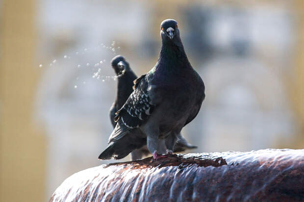 Мэрия Кракова решила снизить численность голубей кормом с контрацептивами