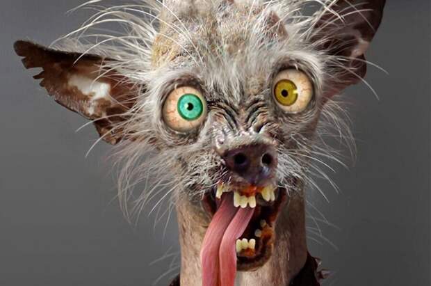 Психические расстройства у животных: что скрывается за их необычным поведением