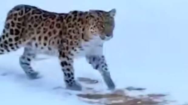 Житель Приморья встретил во дворе своего дома двух редчайших дальневосточных леопардов