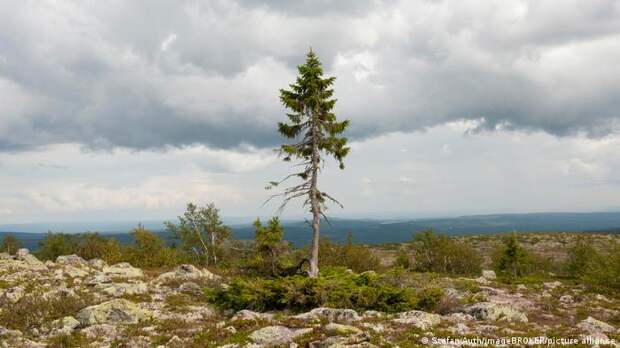 Древнейшее дерево мира растет в Швеции - ели, по прозвищу Старый Тикко, исполнился 9561 год