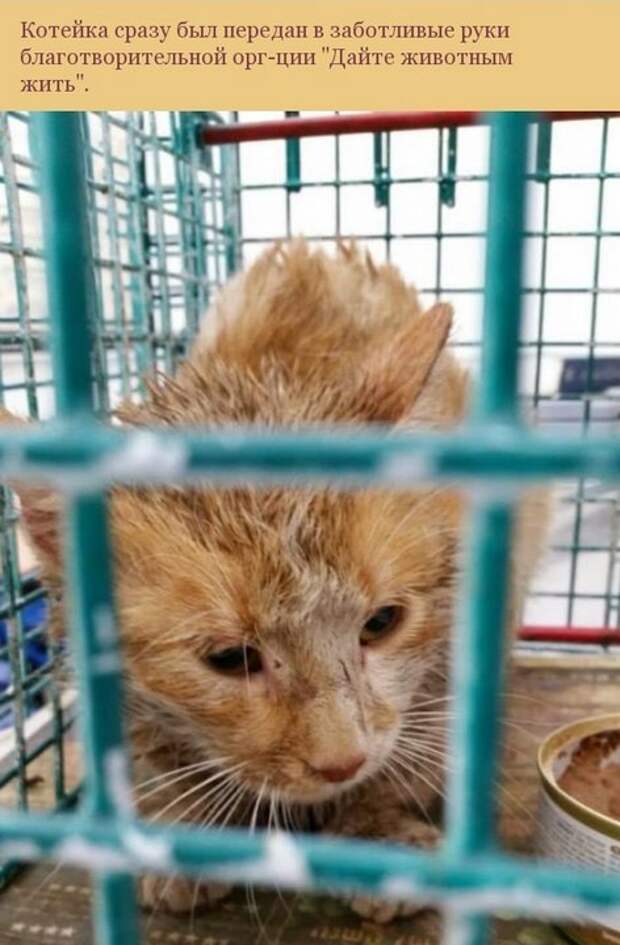 кот