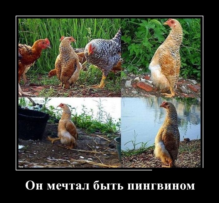 Демотиваторы (30 фото)