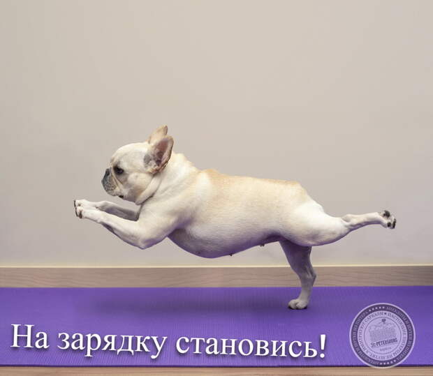 На зарядку становись!