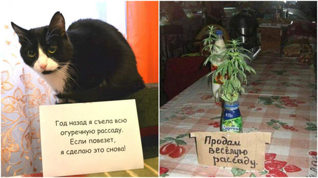 Всеобщее помешательство: а на твой подоконник тоже вторглась рассада? Всеобщее помешательство: а на твой подоконник тоже вторглась рассада? жизненно, прикол, рассада